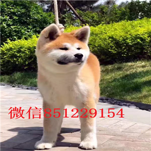 长沙感性忠诚的秋田犬 想找个好的归宿 抓紧时
