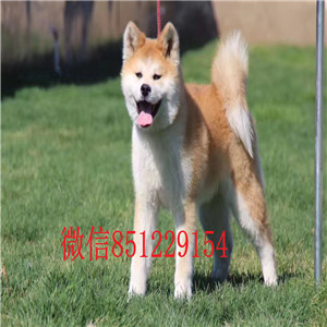 长沙感性忠诚的秋田犬 想找个好的归宿 抓紧时间哦