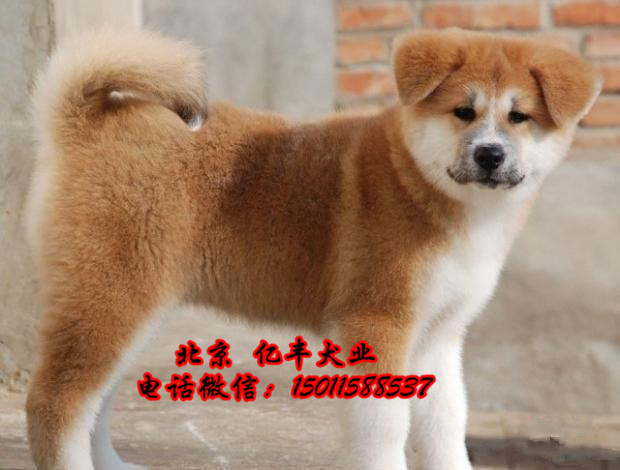 出售纯种秋田 纯种秋田幼犬多少钱 可送货