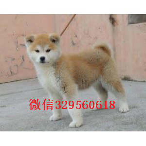 内江哪里有卖秋田犬繁殖基地直销纯种秋田犬日本秋田犬精品赛级秋田犬