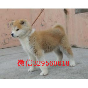 黔西南哪里能买到秋田犬出售美系秋田犬日系赛级秋田犬秋田哪里有卖 秋田多少钱