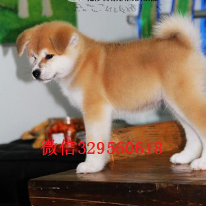 大连纯种秋田犬出售繁殖基地直销纯种秋田犬日本秋田犬优秀纯种秋田犬犬舍直销