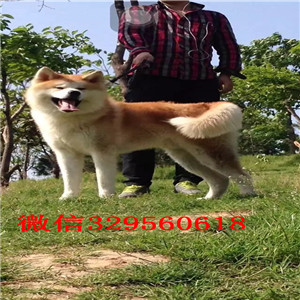 泰安哪里能买到秋田犬精品纯种日系笑脸秋田幼犬出售日系赛级秋田犬精品赛级秋田犬