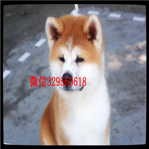 成都哪里有卖秋田犬出售美系秋田犬纯种秋田 