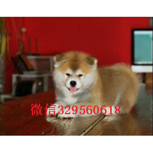 内江哪里有卖秋田犬繁殖基地直销纯种秋田犬日本秋田犬精品赛级秋田犬