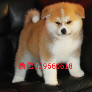 大连纯种秋田犬出售繁殖基地直销纯种秋田犬日本秋田犬优秀纯种秋田犬犬舍直销