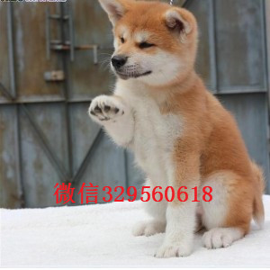 沈阳出售纯种秋田犬 秋田犬多少钱一只 日系秋田犬出售  日本秋田犬多少钱