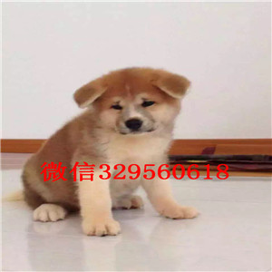 铁岭哪里有卖秋田犬繁殖基地直销纯种秋田犬一窝家养的日系秋田犬优秀纯种秋田犬犬舍直销