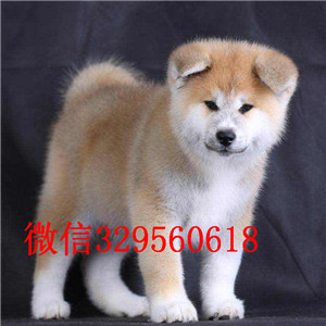 泰安哪里能买到秋田犬精品纯种日系笑脸秋田幼犬出售日系赛级秋田犬精品赛级秋田犬