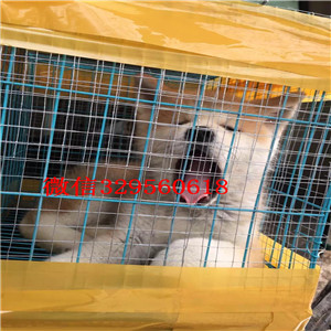 哈尔滨哪里有卖秋田犬精品纯种日系笑脸秋田幼犬出售纯种秋田 包健康纯种秋田哪里有卖 秋田多少钱