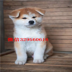 泰安哪里能买到秋田犬精品纯种日系笑脸秋田幼犬出售日系赛级秋田犬精品赛级秋田犬