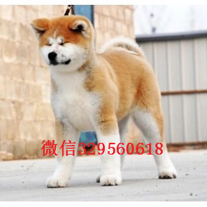 沈阳出售纯种秋田犬 秋田犬多少钱一只 日系秋田犬出售  日本秋田犬多少钱