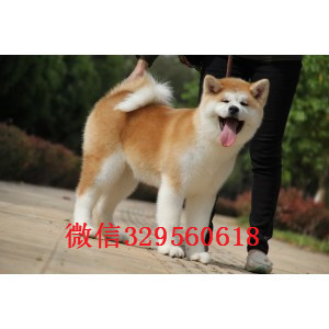 绥化纯种秋田犬出售繁殖基地直销纯种秋田犬日