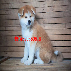齐齐哈尔纯种秋田犬出售精品纯种日系笑脸秋田幼犬出售日本秋田犬优秀纯种秋田犬犬舍直销