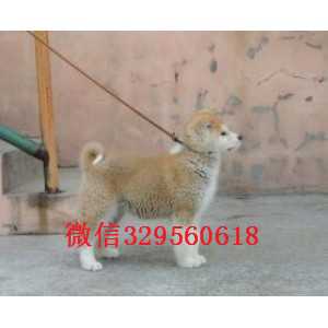 黔西南哪里能买到秋田犬出售美系秋田犬日系赛级秋田犬秋田哪里有卖 秋田多少钱