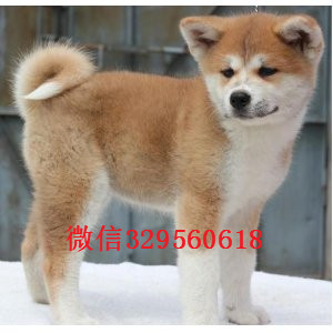 沈阳出售纯种秋田犬 秋田犬多少钱一只 日系秋