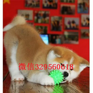 大连纯种秋田犬出售繁殖基地直销纯种秋田犬日