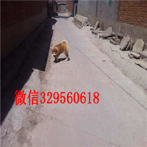 日照哪里能买到秋田犬出售美系秋田犬一窝家养