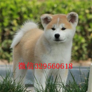 黄山哪里有卖秋田犬繁殖基地直销纯种秋田犬纯