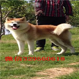 泰安哪里能买到秋田犬精品纯种日系笑脸秋田幼犬出售日系赛级秋田犬精品赛级秋田犬