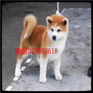 松原哪里出售日系秋田犬幼犬出售纯种日系秋田