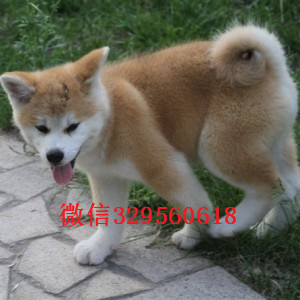 沈阳秋田犬多少钱一只忠犬八公同款日系秋田出售秋田犬 秋田照片日本秋田狗出售