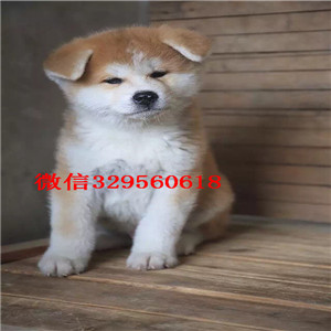 平顶山哪里出售日系秋田犬幼犬忠犬八公同款日系秋田自家秋田犬幼犬纯种出售犬舍出售高品质秋田犬