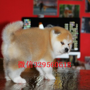 大连高品质秋田犬证书齐全出售纯种日系秋田犬幼犬日本秋田幼犬 活泼日本秋田狗出售