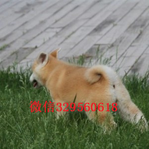 四平秋田犬多少钱一只出售纯种日系秋田犬幼犬自家秋田犬幼犬纯种出售日本秋田狗出售