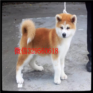 抚顺高品质秋田犬证书齐全出售纯种日系秋田犬幼犬日本秋田幼犬 活泼日本秋田狗出售
