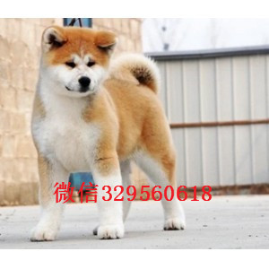 聊城纯种秋田犬有卖纯种赛级秋田多少钱纯种秋田 秋田价格多少纯种秋田犬多少钱一只