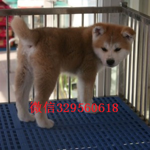 四平秋田犬多少钱一只出售纯种日系秋田犬幼犬自家秋田犬幼犬纯种出售日本秋田狗出售