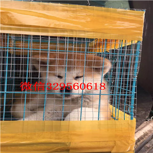 鞍山哪里出售日系秋田犬幼犬忠犬八公同款日系秋田自家秋田犬幼犬纯种出售日本秋田狗出售