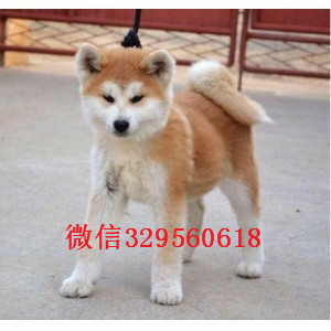 焦作秋田犬多少钱一只忠犬八公同款日系秋田日本秋田幼犬 活泼出售精品秋田犬