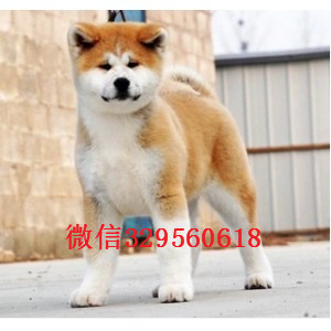 厦门秋田犬多少钱一只出售纯种日系秋田犬幼犬纯种双血统秋田犬秋田犬多少钱一只