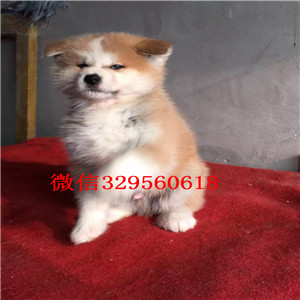 鞍山哪里出售日系秋田犬幼犬忠犬八公同款日系