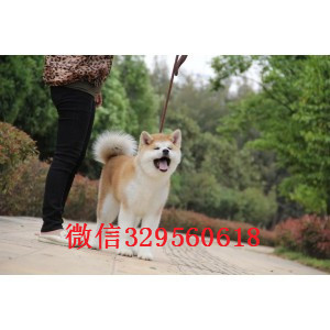 佳木斯秋田犬多少钱一只忠犬八公同款日系秋田日本秋田幼犬 活泼秋田犬多少钱一只