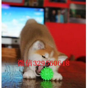 沈阳纯种日系秋田哪里出售日系秋田犬幼犬哪卖纯种秋田多少钱一只赛级秋田幼犬