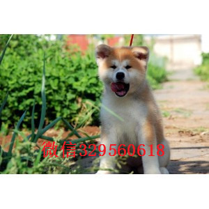 佳木斯纯种秋田犬有卖纯种赛级秋田多少钱秋田