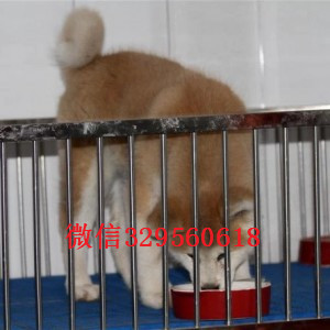 沈阳秋田犬多少钱一只忠犬八公同款日系秋田出售秋田犬 秋田照片日本秋田狗出售