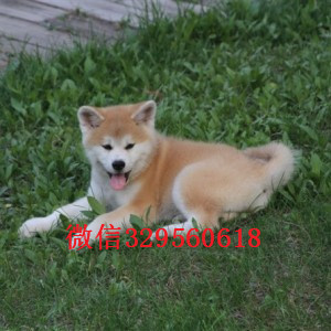 绥化哪里出售日系秋田犬幼犬忠犬八公同款日系