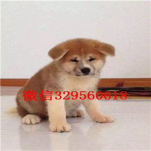 鸡西秋田犬多少钱一只出售纯种日系秋田犬幼犬