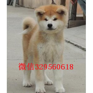 合肥秋田犬多少钱一只忠犬八公同款日系秋田纯