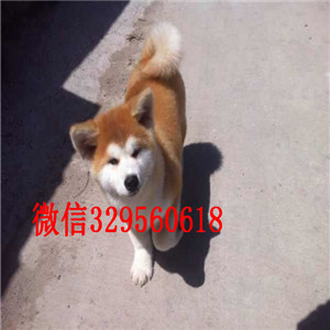 厦门纯种秋田犬有卖哪里出售日系秋田犬幼犬秋