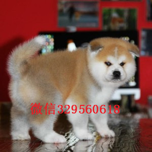 大连高品质秋田犬证书齐全出售纯种日系秋田犬幼犬日本秋田幼犬 活泼日本秋田狗出售