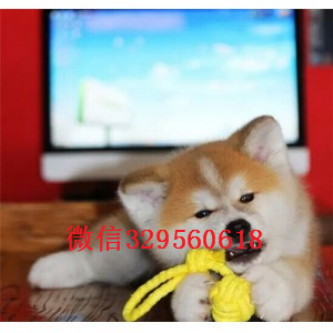 沈阳纯种日系秋田哪里出售日系秋田犬幼犬哪卖纯种秋田多少钱一只赛级秋田幼犬