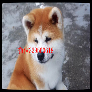 抚顺高品质秋田犬证书齐全出售纯种日系秋田犬幼犬日本秋田幼犬 活泼日本秋田狗出售