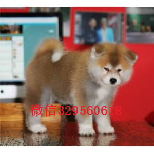 甘孜秋田犬多少钱一只出售纯种日系秋田犬幼犬纯种双血统秋田犬秋田犬多少钱一只