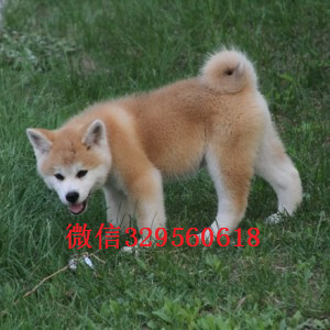 沈阳秋田犬多少钱一只忠犬八公同款日系秋田出售秋田犬 秋田照片日本秋田狗出售
