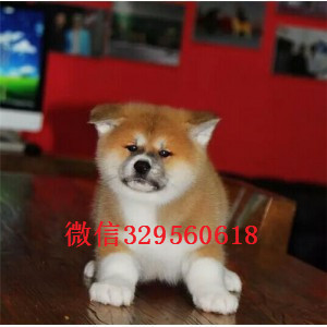 佳木斯秋田犬多少钱一只忠犬八公同款日系秋田日本秋田幼犬 活泼秋田犬多少钱一只